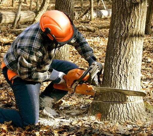 Tree Removal in Osseo, MI